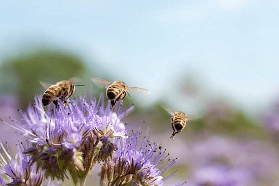 Four years to fix pollinators | Wikifarmer