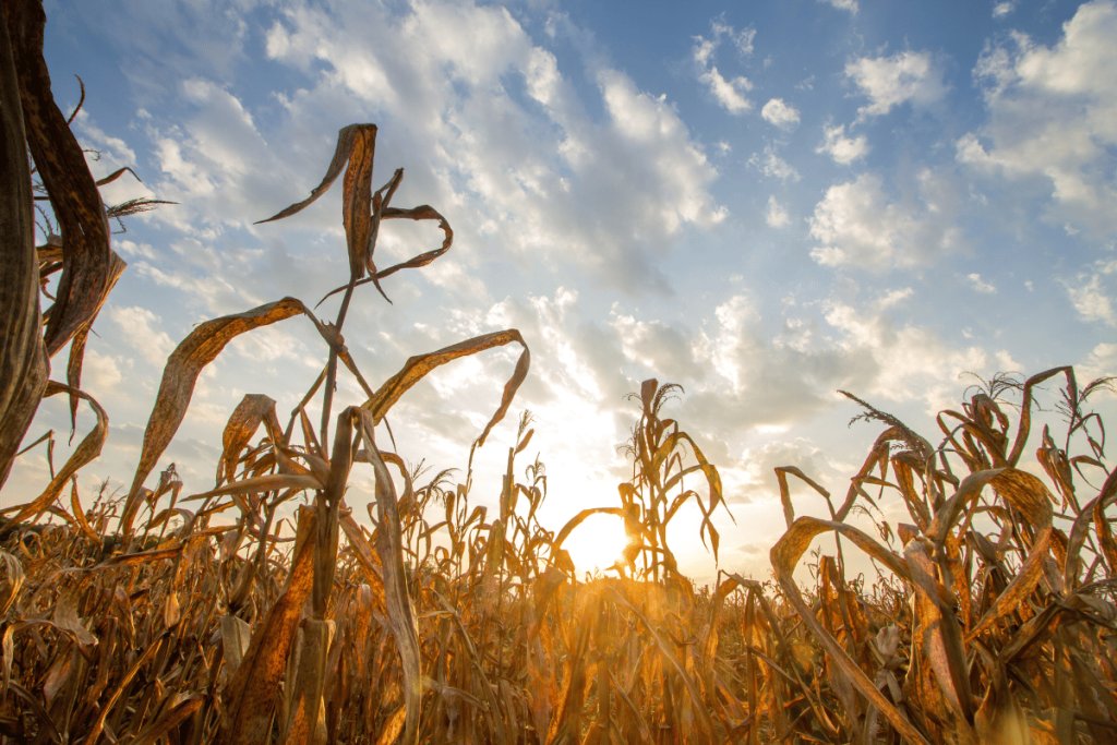 How climate change is affecting food safety on farms and what to do about it by 2030