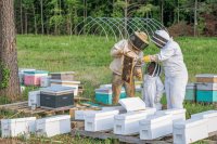 How community beekeeping supports education and ecosystems