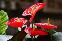 How to grow and care for anthuriums How to grow and care for anthuriums