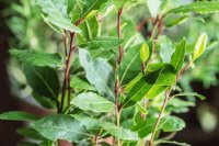 How to grow and care for bay laurel How to grow and care for bay laurel