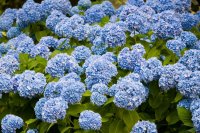 How to grow and care for hydrangeas How to grow and care for hydrangeas