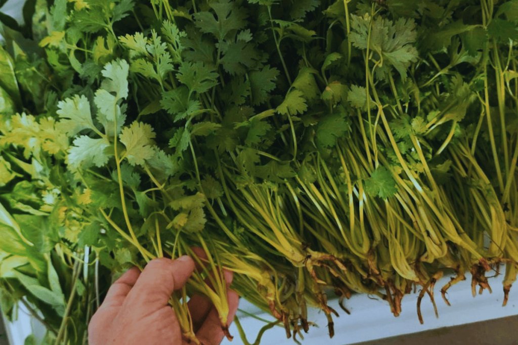 Lessons from running organic hydroponics on a remote tropical island