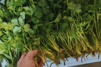 Lessons from running organic hydroponics on a remote tropical island