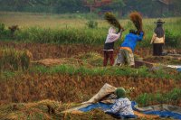 Most people facing hunger are farmers. The ones growing food are the ones going without