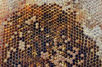 Nutritional quality and diversity in honeybee health Nutritional quality and diversity in honeybee health