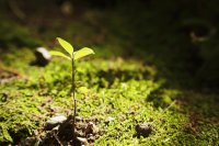Plant health is now climate work, in the words of 14 voices from the field