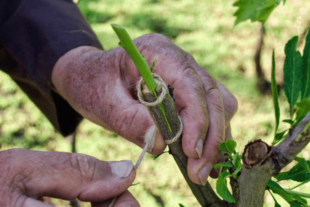 Practical propagation techniques for farmers