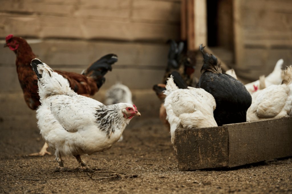 Smarter poultry feeding in Zambia, phase diets, local ingredients, and resilient rations