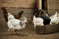 Smarter poultry feeding in Zambia, phase diets, local ingredients, and resilient rations Smarter poultry feeding in Zambia, phase diets, local ingredients, and resilient rations