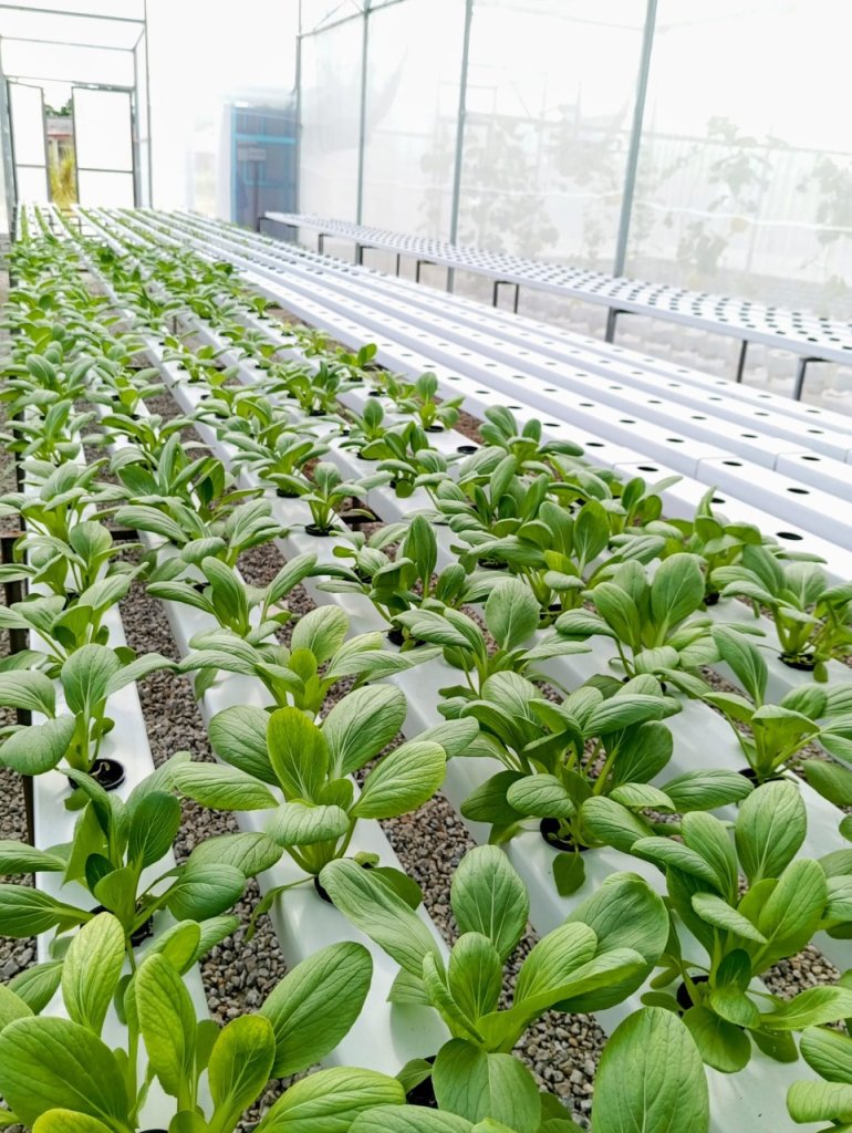 Smarter soilless farming for leafy vegetables, linking resource efficiency with nutritional value
