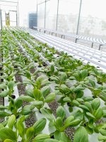 Smarter soilless farming for leafy vegetables, linking resource efficiency with nutritional value