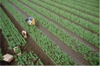 What role does stakeholder collaboration play in optimizing biomass production and valorization?