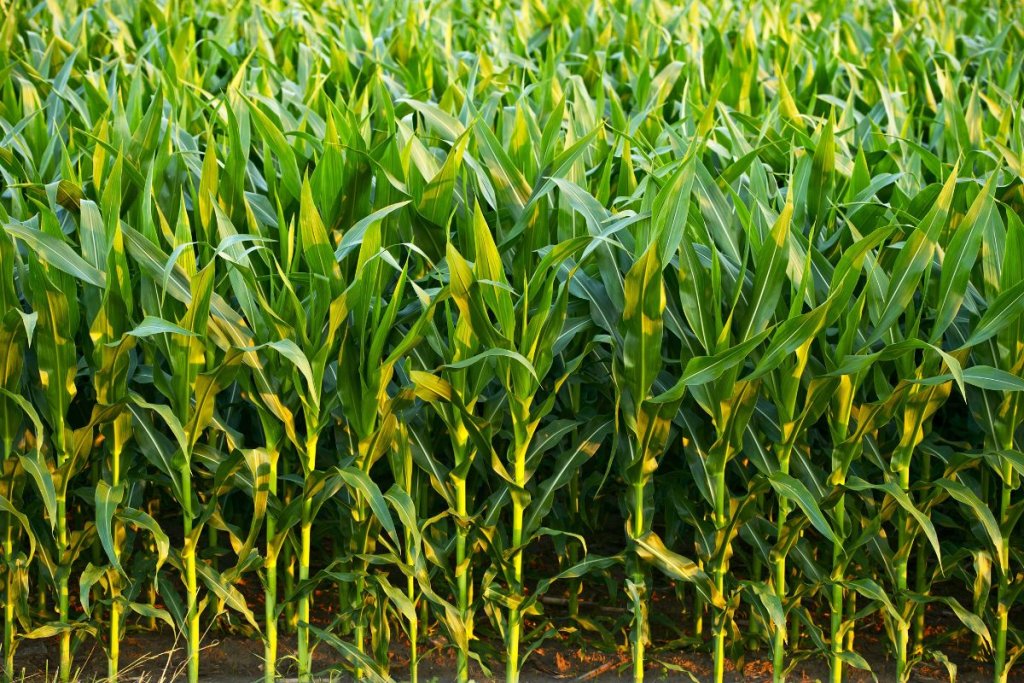 What are GMOs, and are they safe?