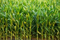 What are GMOs, and are they safe?