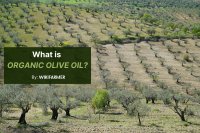 What is organic olive oil?