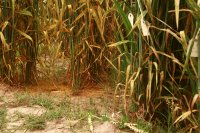 Why Syria's wheat harvest fell 60% in 2025