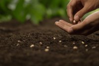 Why Uganda needs more seed banks to preserve endangered crop varieties and rare plant species
