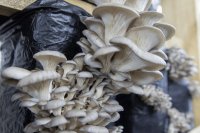 Why Lion's Mane, oyster, and shiitake mushrooms make sense for vertical farming in hot climates Why Lion's Mane, oyster, and shiitake mushrooms make sense for vertical farming in hot climates