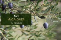 AICA data confirms Spain closes 2025–26 olive oil season with 1.29 million tonnes