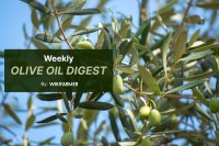 Olive oil trading thin as market eyes 2026/27 crop flowering