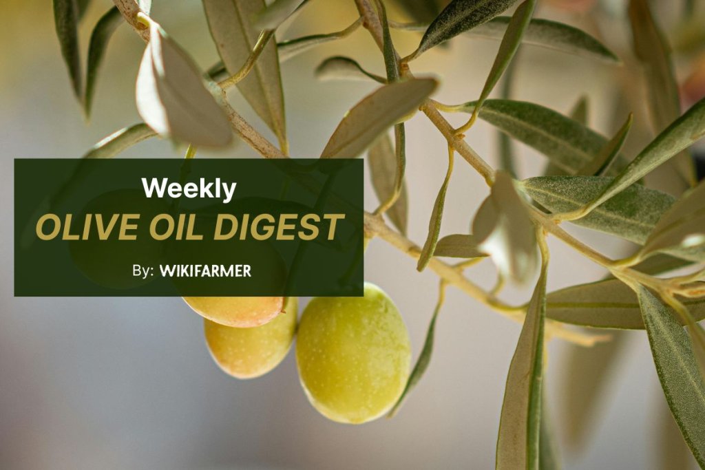 Olive oil prices flat as demand softens, 2026/2027 flowering positive