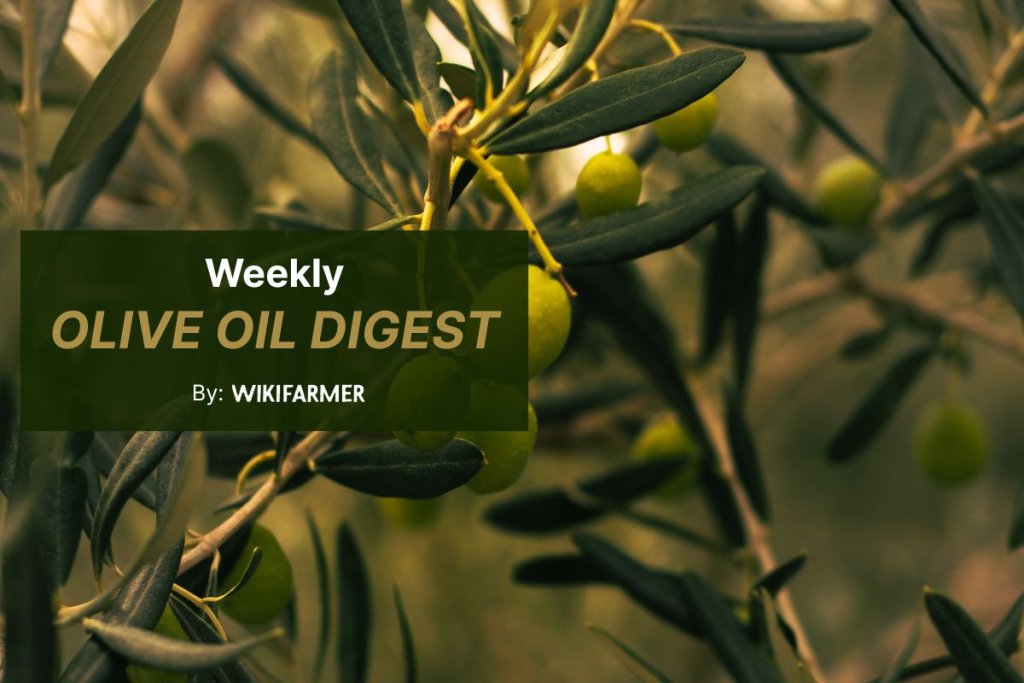 Olive oil demand slows as buyers anticipate large upcoming harvest