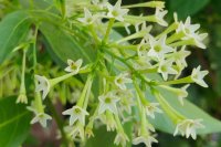 How to grow and care for night-blooming jasmine How to grow and care for night-blooming jasmine