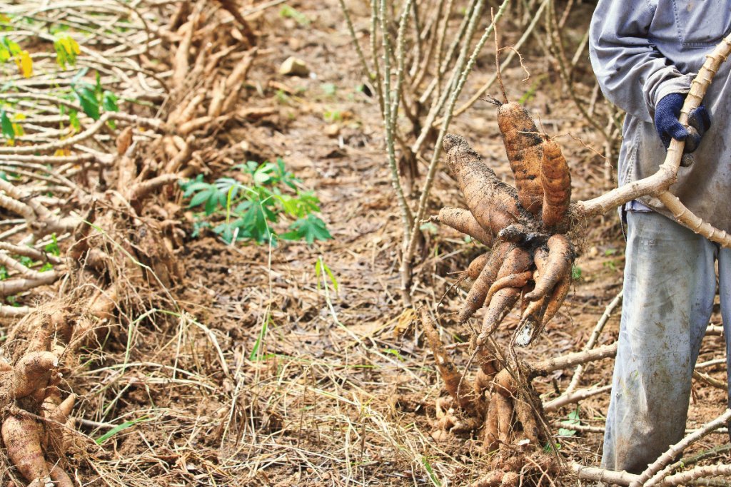 From field to classroom, serving Nigeria through extension and teaching in Ukwa West, Abia State