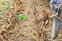 From field to classroom, serving Nigeria through extension and teaching in Ukwa West, Abia State