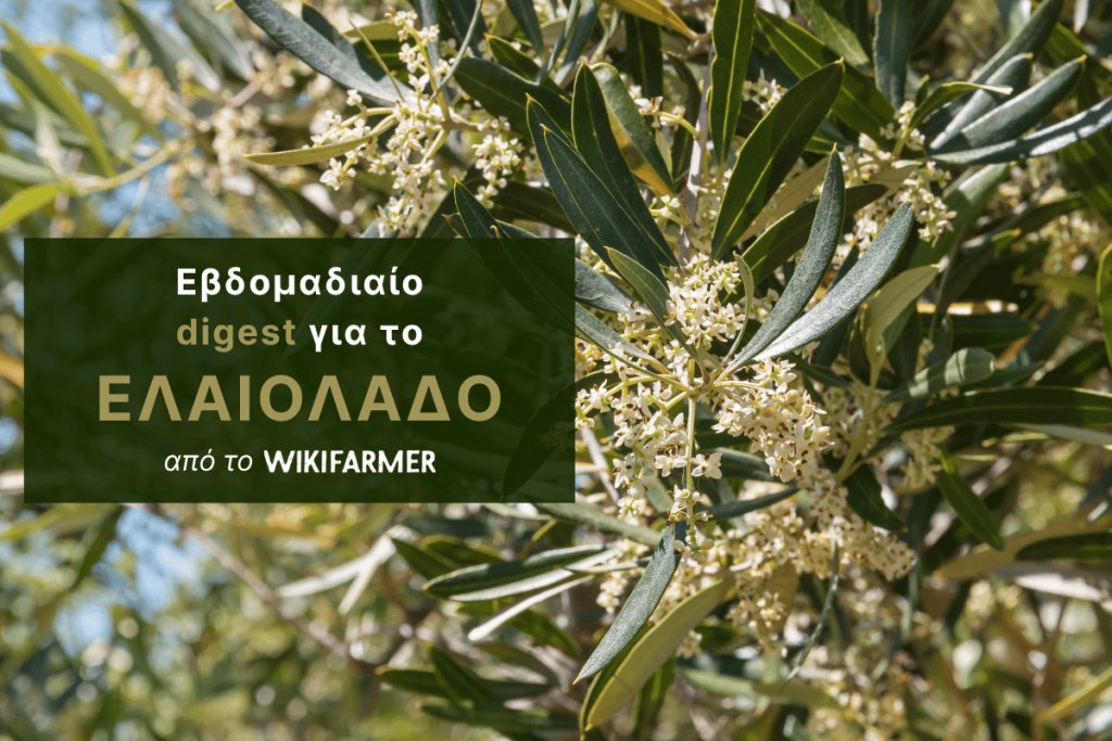 Οι τιμές του ελαιολάδου υποχωρούν καθώς η προσοχή στρέφεται στη σοδειά 2026/27
