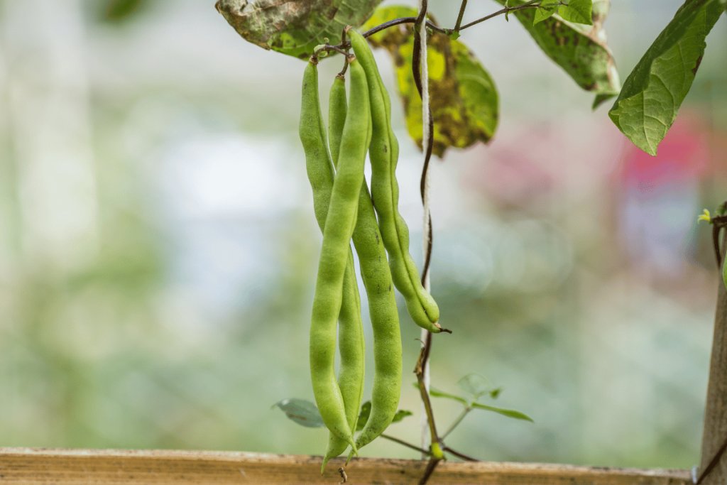 A complete cowpea production guide for West African farmers