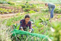 A practical guide to crop nutrition stages for smallholder farmers