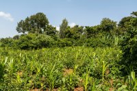 Agroforestry systems of farming and how to put them to work