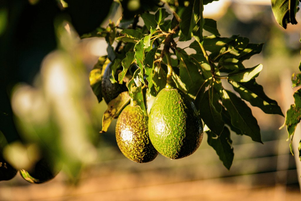 Carbon and water footprints in avocado production and trade