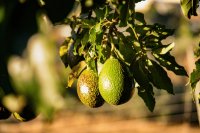 Carbon and water footprints in avocado production and trade