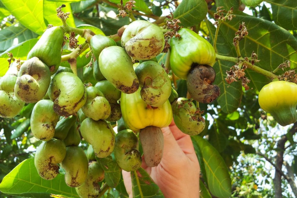 Cashew farming systems in Nigeria, origin, varieties, and production approaches