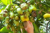 Cashew farming systems in Nigeria, origin, varieties, and production approaches Cashew farming systems in Nigeria, origin, varieties, and production approaches