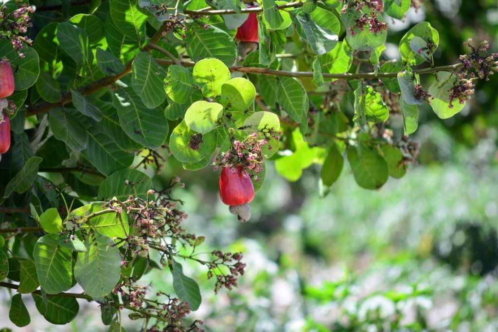 Cashew in West Africa: Country-by-country uses and the climate change connection