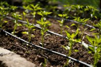 vegetable farming fertigation Crystalline fertilizers 20-20-20 and 12-12-36 in vegetable fertigation