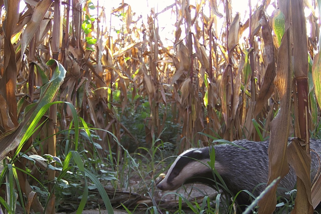 Is the European badger a threat or an ecosystem engineer on Greek farms