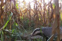 Is the European badger a threat or an ecosystem engineer on Greek farms