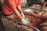El Niño is forming again, and the cocoa market is the first to price it in El Niño is forming again, and the cocoa market is the first to price it in