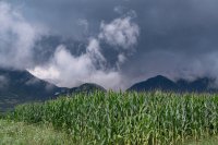 How El Niño affects agriculture and global food supply How El Niño affects agriculture and global food supply