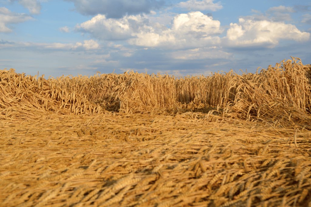 How climate change is reshaping the future of Syrian agriculture