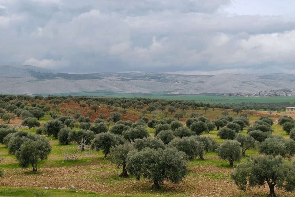 How decades of agricultural policy shaped the land in Syria