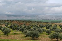 How decades of agricultural policy shaped the land in Syria