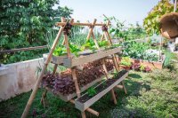 How home gardening bridges traditional farming and hydroponics