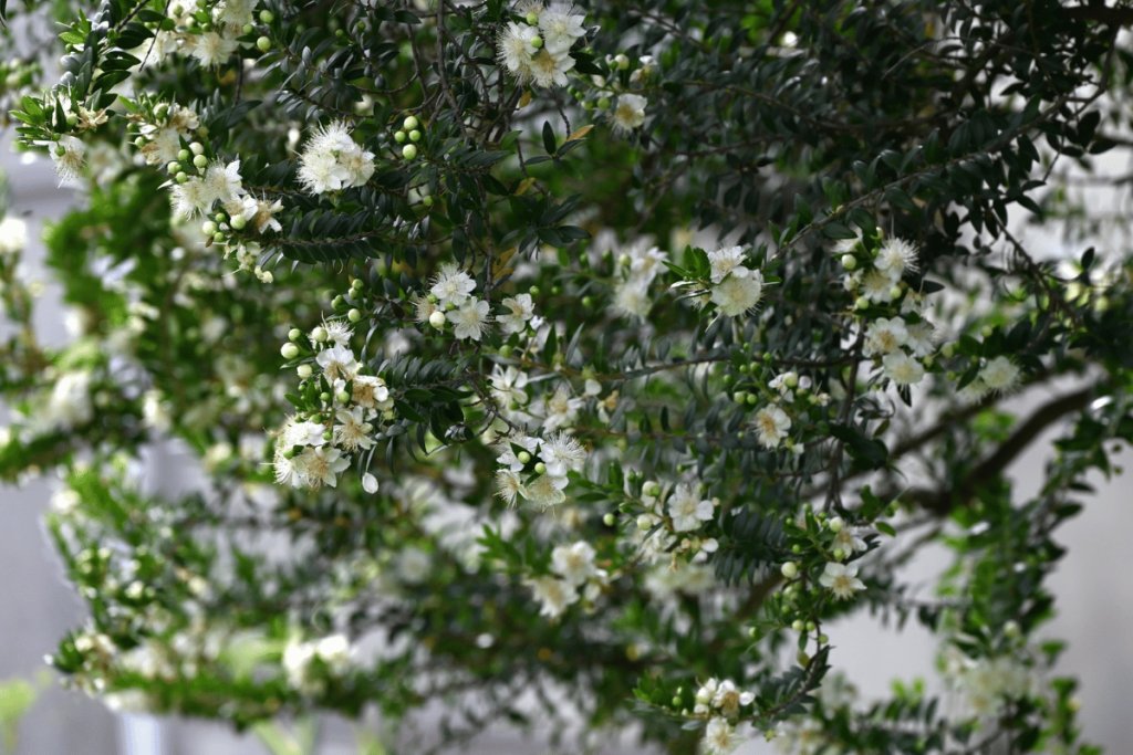 How to grow and care for myrtle How to grow and care for myrtle