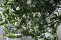 How to grow and care for myrtle How to grow and care for myrtle